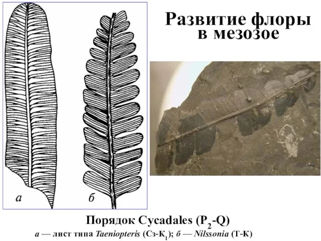 Развитие флоры в мезозое Порядок Cycadales (P2-Q) a — лист типа Taeniopteris