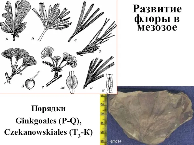 Развитие флоры в мезозое Порядки Ginkgoales (P-Q), Czekanowskiales (Т3-К)