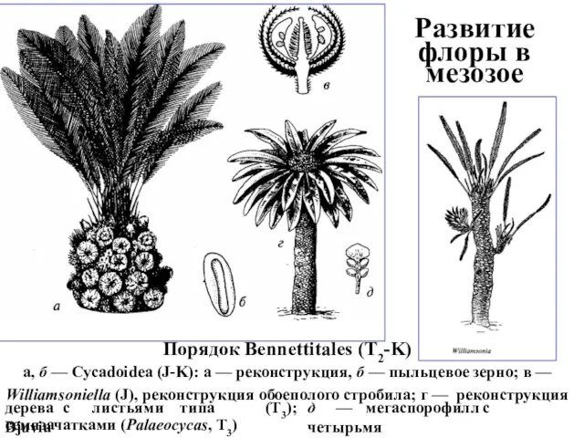 Развитие флоры в мезозое Порядок Bennettitales (T2-K) а, б — Cycadoidea (J-K):