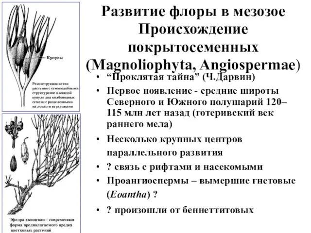 Развитие флоры в мезозое Происхождение покрытосеменных (Magnoliophyta, Angiospermae) “Проклятая тайна” (Ч.Дарвин) Первое