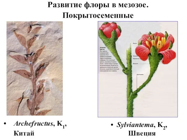 Развитие флоры в мезозое. Покрытосеменные Sylviantema, K2, Швеция Archefructus, K1, Китай
