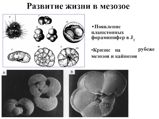 Развитие жизни в мезозое Появление планктонных фораминифер в J1 рубеже •Кризис на мезозоя и кайнозоя