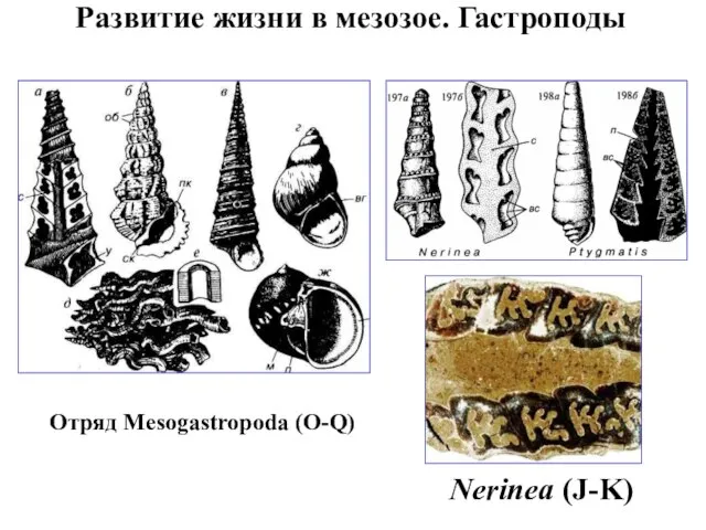 Развитие жизни в мезозое. Гастроподы Отряд Mesogastropоda (O-Q) Nerinea (J-K)