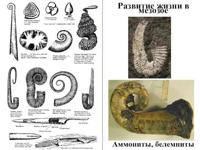 Развитие жизни в мезозое Аммониты, белемниты