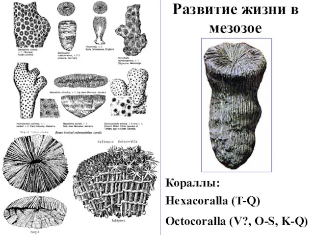 Развитие жизни в мезозое Кораллы: Hexacoralla (T-Q) Octocoralla (V?, O-S, K-Q)