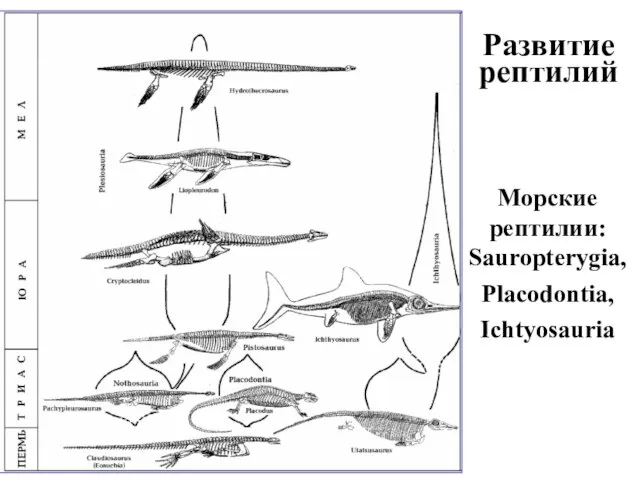 Развитие рептилий Морские рептилии: Sauropterygia, Placodontia, Ichtyosauria