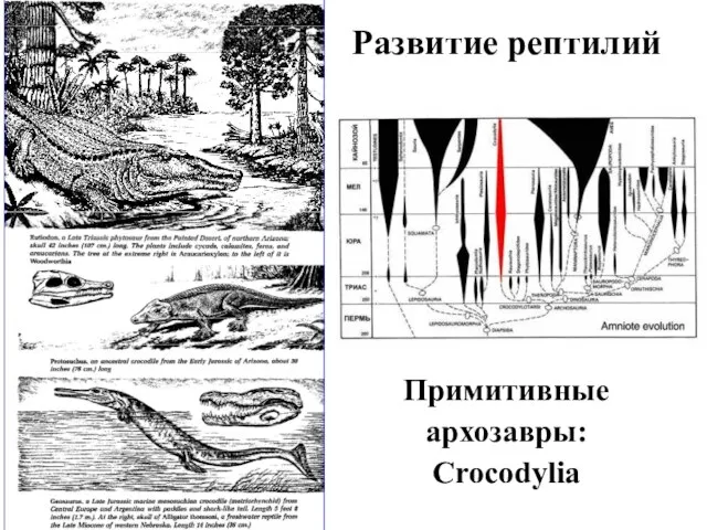 Развитие рептилий Примитивные архозавры: Crocodylia