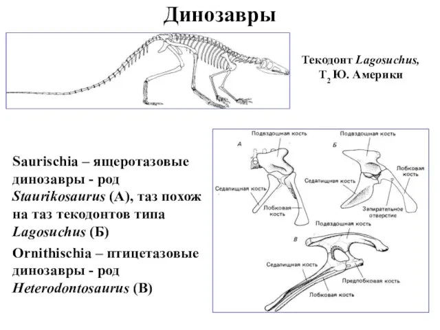 Динозавры Saurischia – ящеротазовые динозавры - род Staurikosaurus (А), таз похож на