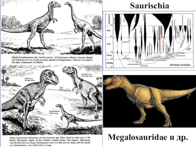 Saurischia Megalosauridae и др.
