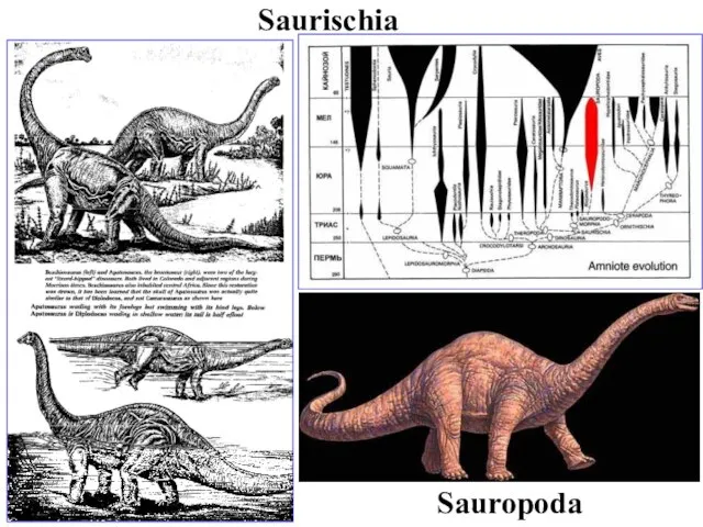 Saurischia Sauropoda