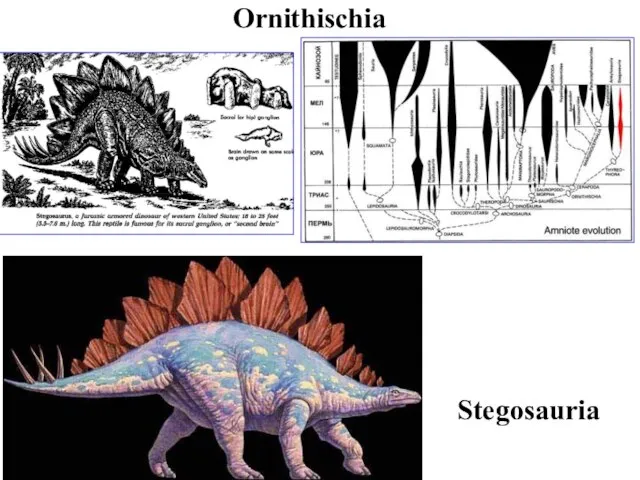 Ornithischia Stegosauria