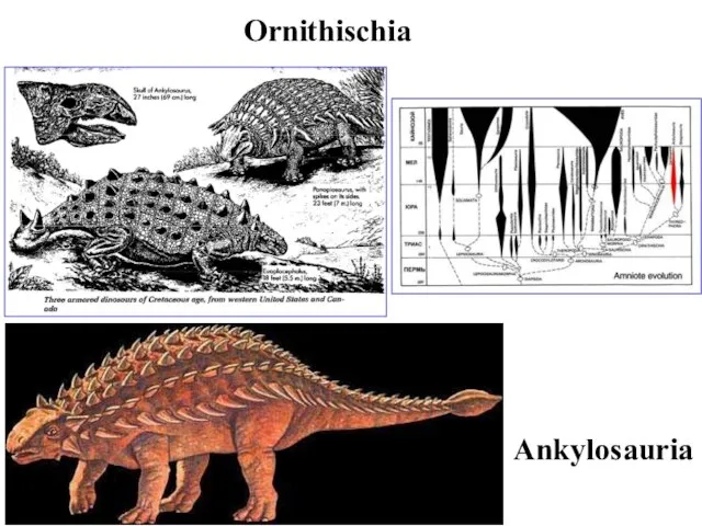 Ornithischia Ankylosauria