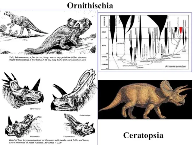Ornithischia Ceratopsia