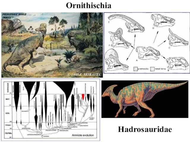 Ornithischia Hadrosauridae