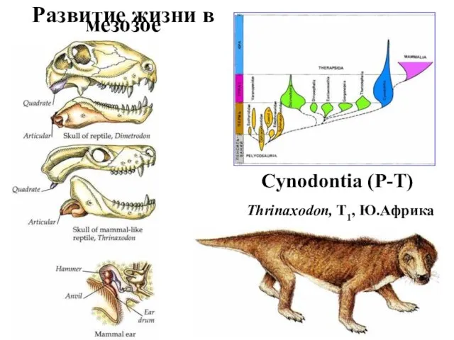 Развитие жизни в мезозое Cynodontia (P-T) Thrinaxodon, T1, Ю.Африка