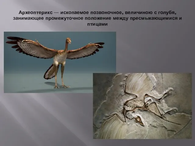Археоптерикс — ископаемое позвоночное, величиною с голубя, занимающее промежуточное положение между пресмыкающимися и птицами