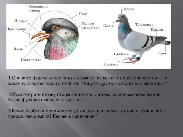1.Опишите форму тела птицы и укажите, из каких отделов оно состоит. По
