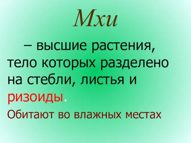 Мхи – высшие растения, тело которых разделено на стебли, листья и ризоиды. Обитают во влажных местах