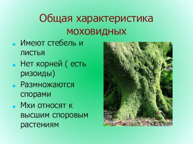 Общая характеристика моховидных Имеют стебель и листья Нет корней ( есть ризоиды)