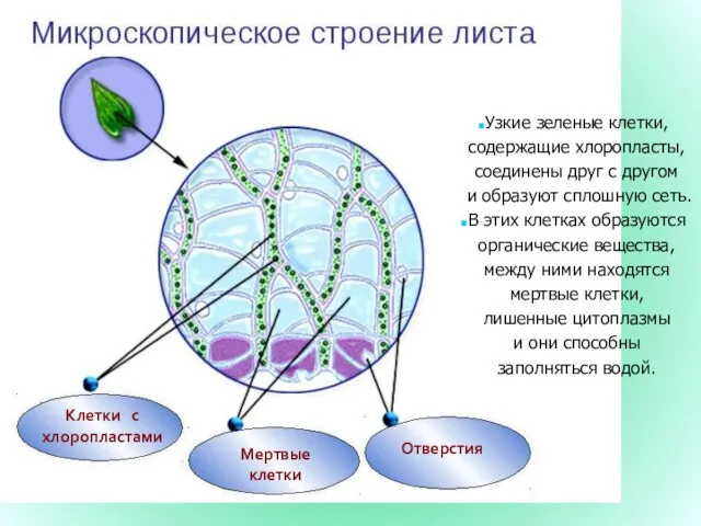 Клетки с хлоропластами Мертвые клетки Отверстия Узкие зеленые клетки, содержащие хлоропласты, соединены