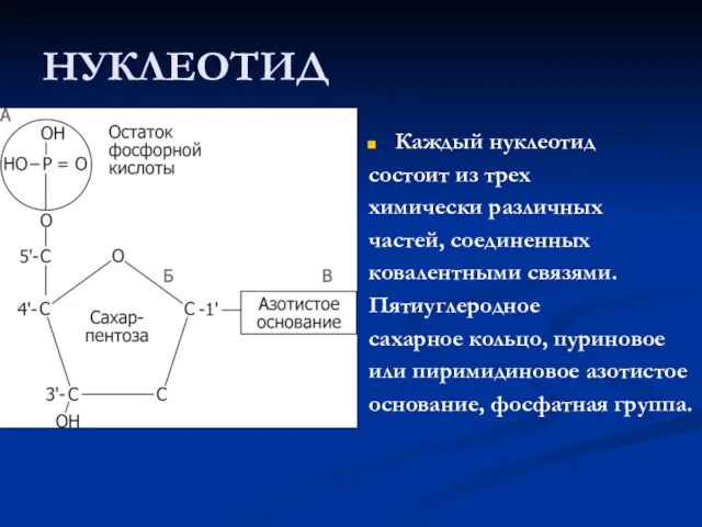 НУКЛЕОТИД Каждый нуклеотид состоит из трех химически различных частей, соединенных ковалентными связями.