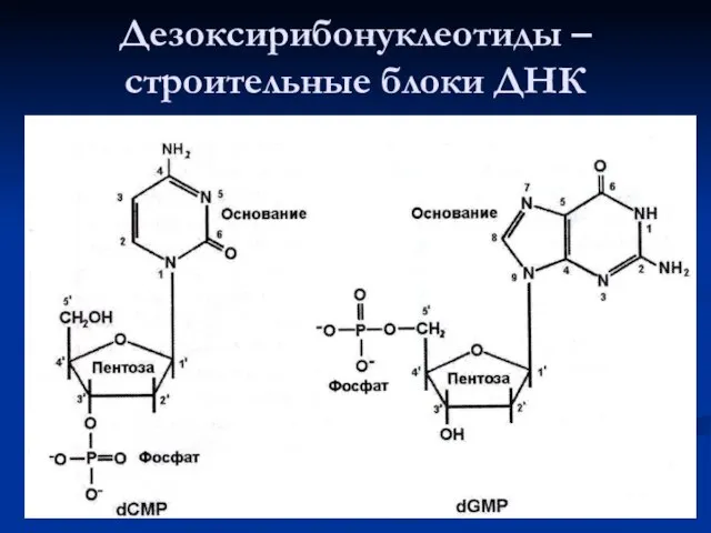 Дезоксирибонуклеотиды –строительные блоки ДНК