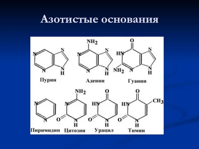 Азотистые основания