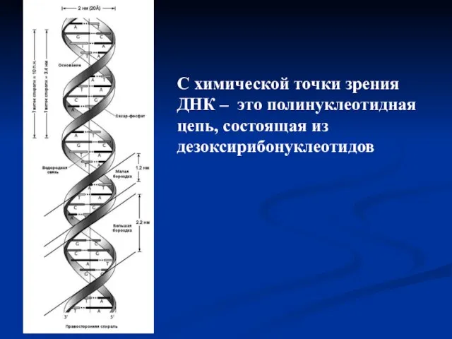 С химической точки зрения ДНК – это полинуклеотидная цепь, состоящая из дезоксирибонуклеотидов