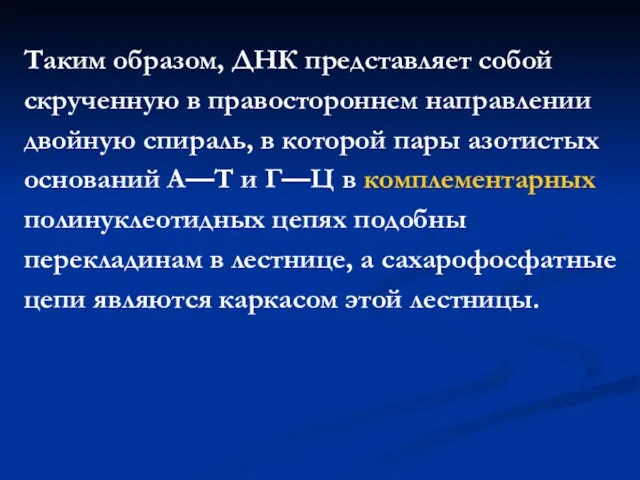 Таким образом, ДНК представляет собой скрученную в правостороннем направлении двойную спираль, в