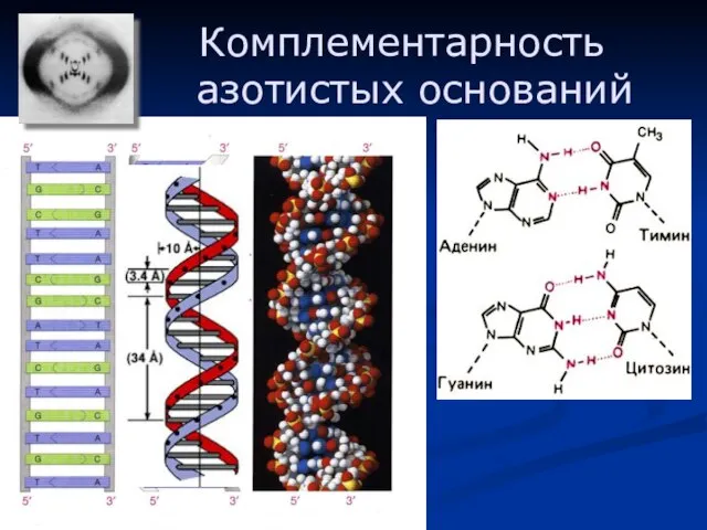 Комплементарность азотистых оснований