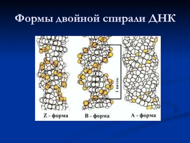 Формы двойной спирали ДНК