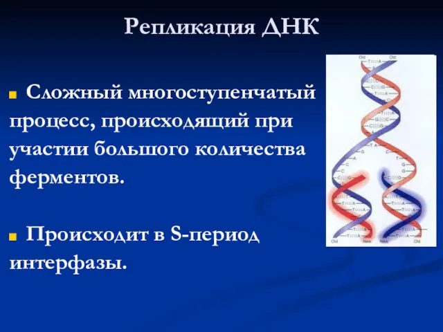 Репликация ДНК Сложный многоступенчатый процесс, происходящий при участии большого количества ферментов. Происходит в S-период интерфазы.