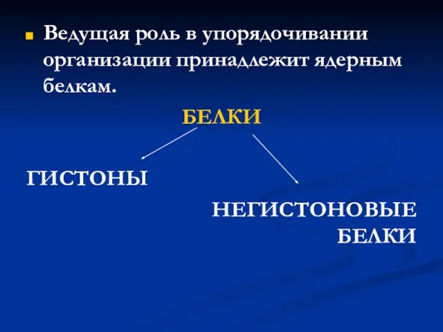 Ведущая роль в упорядочивании организации принадлежит ядерным белкам. БЕЛКИ ГИСТОНЫ НЕГИСТОНОВЫЕ БЕЛКИ