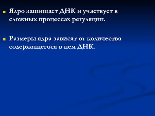 Ядро защищает ДНК и участвует в сложных процессах регуляции. Размеры ядра зависят