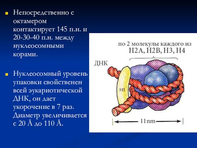 Непосредственно с октамером контактирует 145 п.н. и 20-30-40 п.н. между нуклеосомными корами.