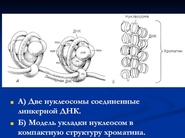 А) Две нуклеосомы соединенные линкерной ДНК. Б) Модель укладки нуклеосом в компактную структуру хроматина.