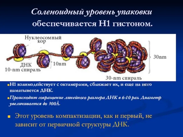 Cоленоидный уровень упаковки обеспечивается Н1 гистоном. Этот уровень компактизации, как и первый,