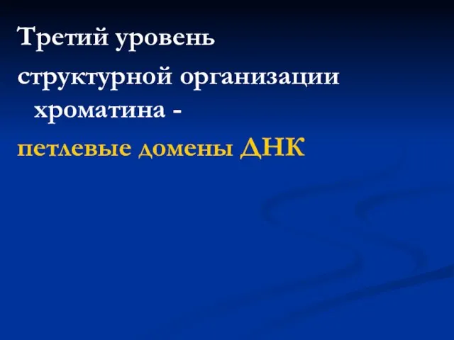 Третий уровень структурной организации хроматина - петлевые домены ДНК