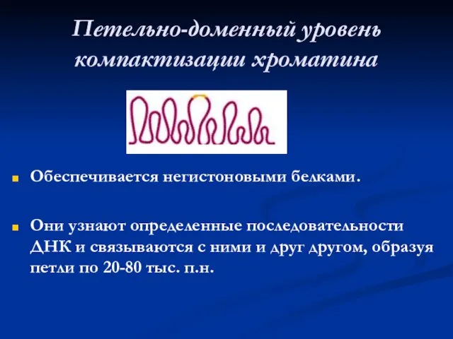 Петельно-доменный уровень компактизации хроматина Обеспечивается негистоновыми белками. Они узнают определенные последовательности ДНК