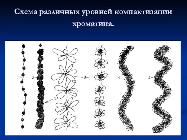 Схема различных уровней компактизации хроматина.