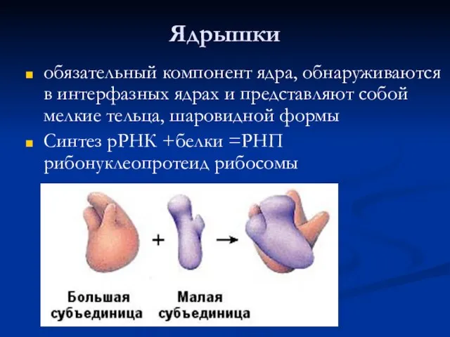 Ядрышки обязательный компонент ядра, обнаруживаются в интерфазных ядрах и представляют собой мелкие