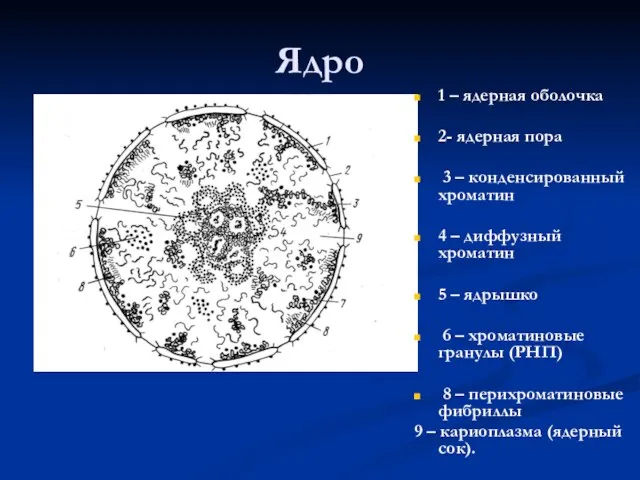 Ядро 1 – ядерная оболочка 2- ядерная пора 3 – конденсированный хроматин