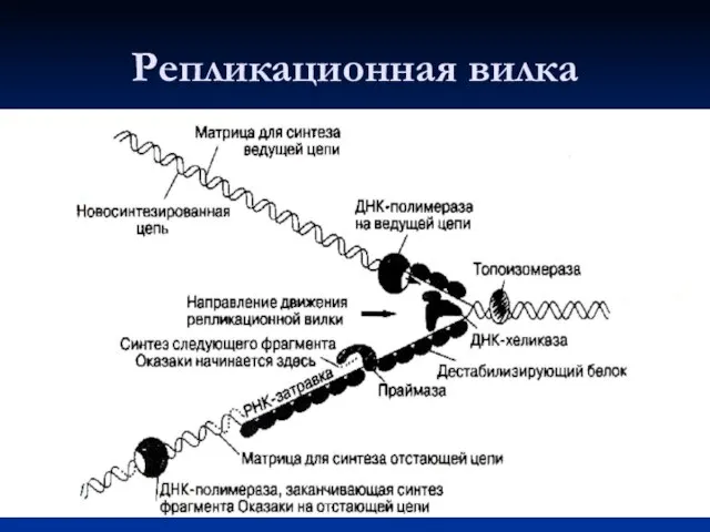 Репликационная вилка