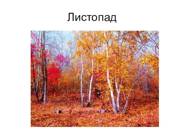 Листопад