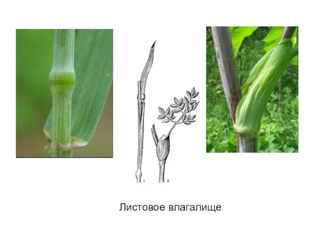 Листовое влагалище