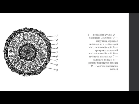 1 — волосяная сумка; 2 — базальная мембрана; 3 — наружное корневое