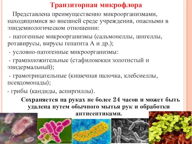 Транзиторная микрофлора Представлена преимущественно микроорганизмами, находящимися во внешней среде учреждения, опасными в