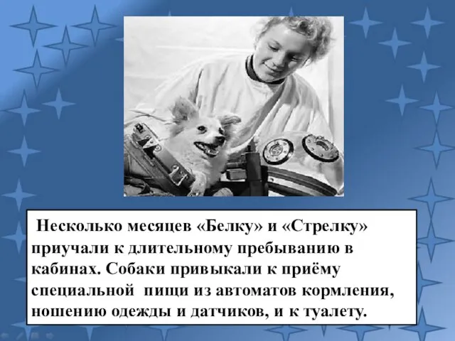 Несколько месяцев «Белку» и «Стрелку» приучали к длительному пребыванию в кабинах. Собаки