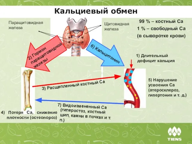 Кальциевый обмен 99 % ‒ костный Са 1 % ‒ свободный Са