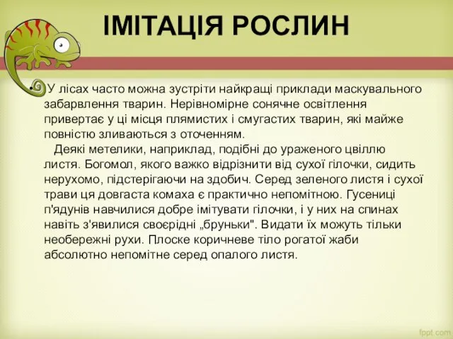 ІМІТАЦІЯ РОСЛИН У лісах часто можна зустріти найкращі приклади маскувального забарвлення тварин.